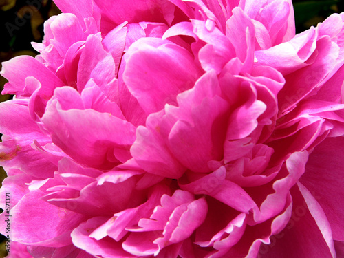 flower02040406