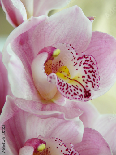 flower01040406