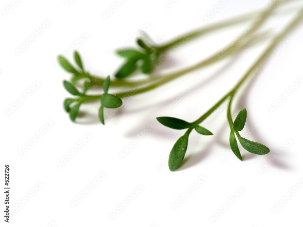 cress 3 cress 3