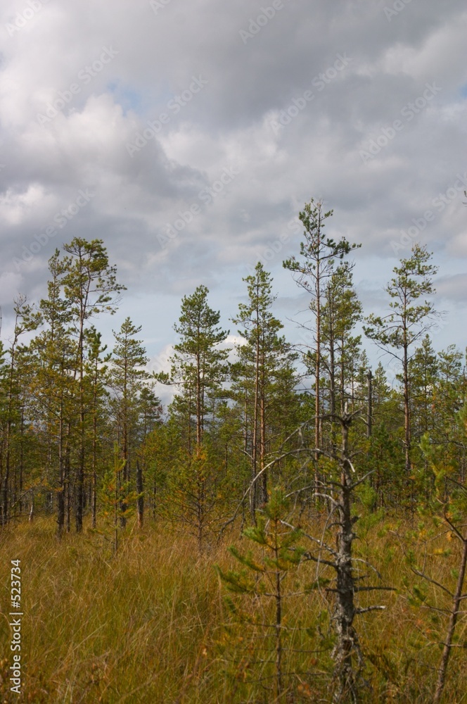 forest swamp forest swamp