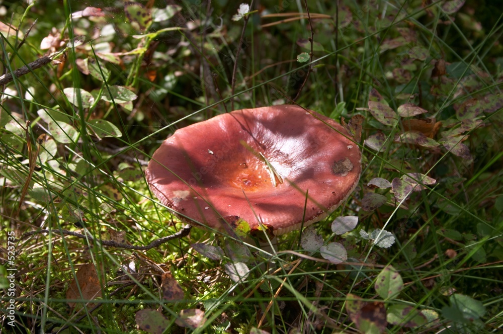 Fotografía russule mushroom