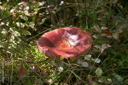 russule mushroom