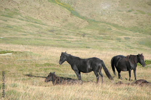 couple of horses in national park in macedonia