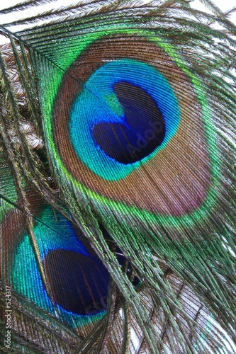peacock feathers