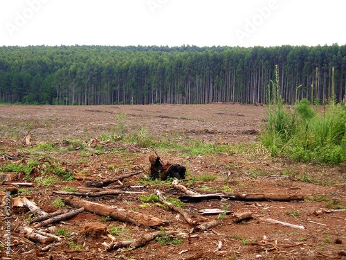 deforestation photo