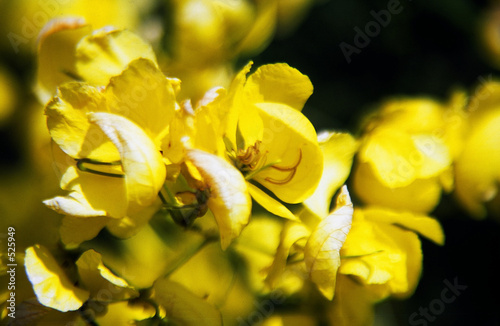 leguminosae - senna multijuga )flowers photo