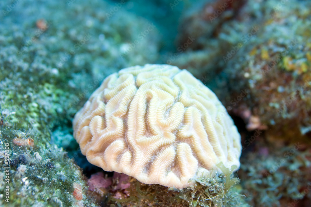 if i only had a brain if i only had a brain