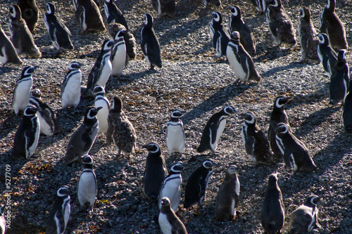 pinguins de magellan au chili photo