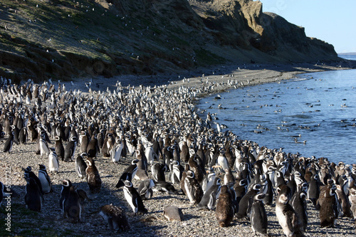 pinguins de magellan au chili photo