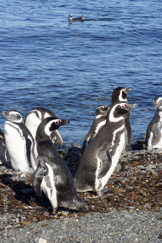 pinguins de magellan au chili