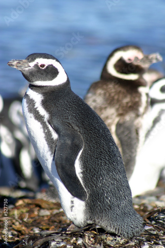 pinguins de magellan au chili photo