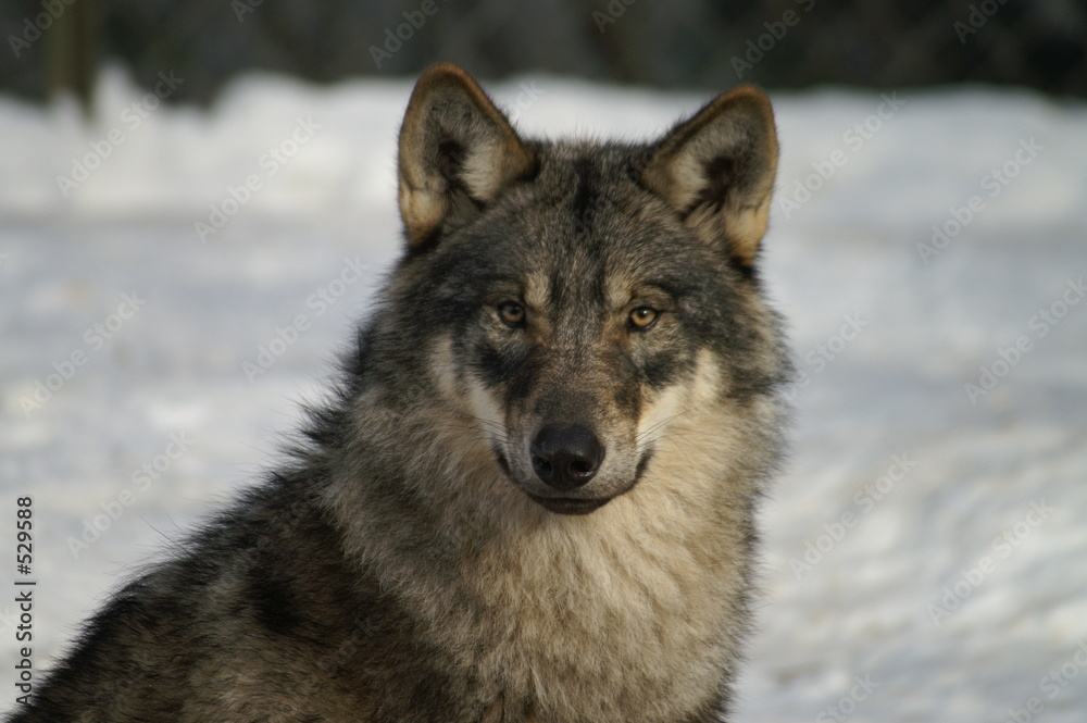 Fotografía loup