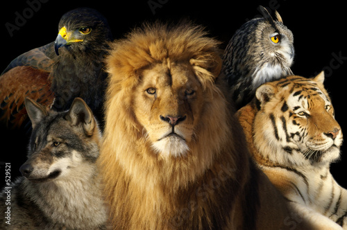 animaux