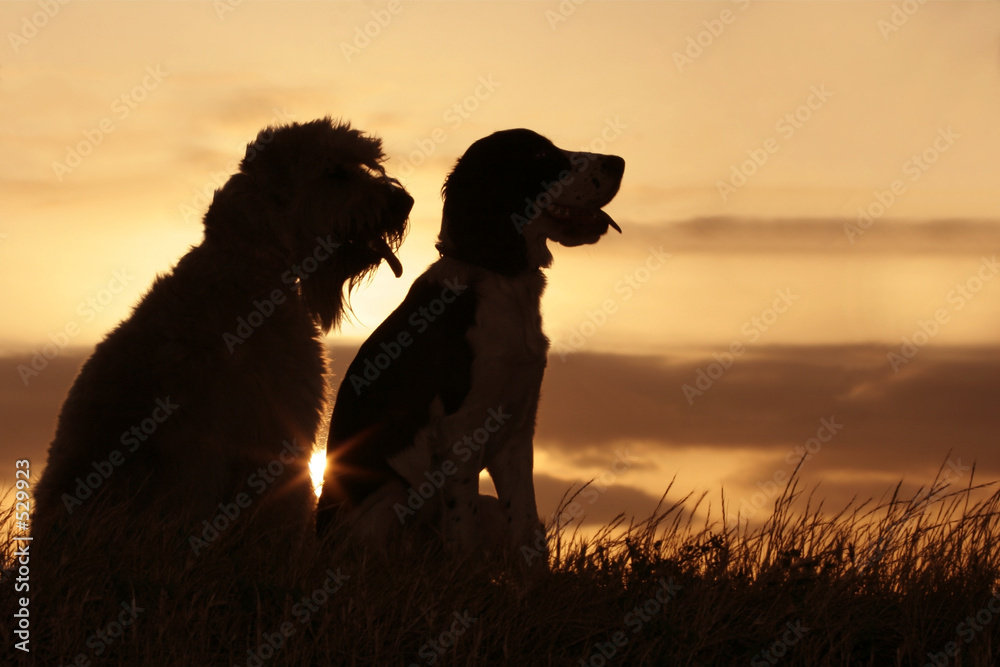 Ταπετσαρία dog friends at sunset