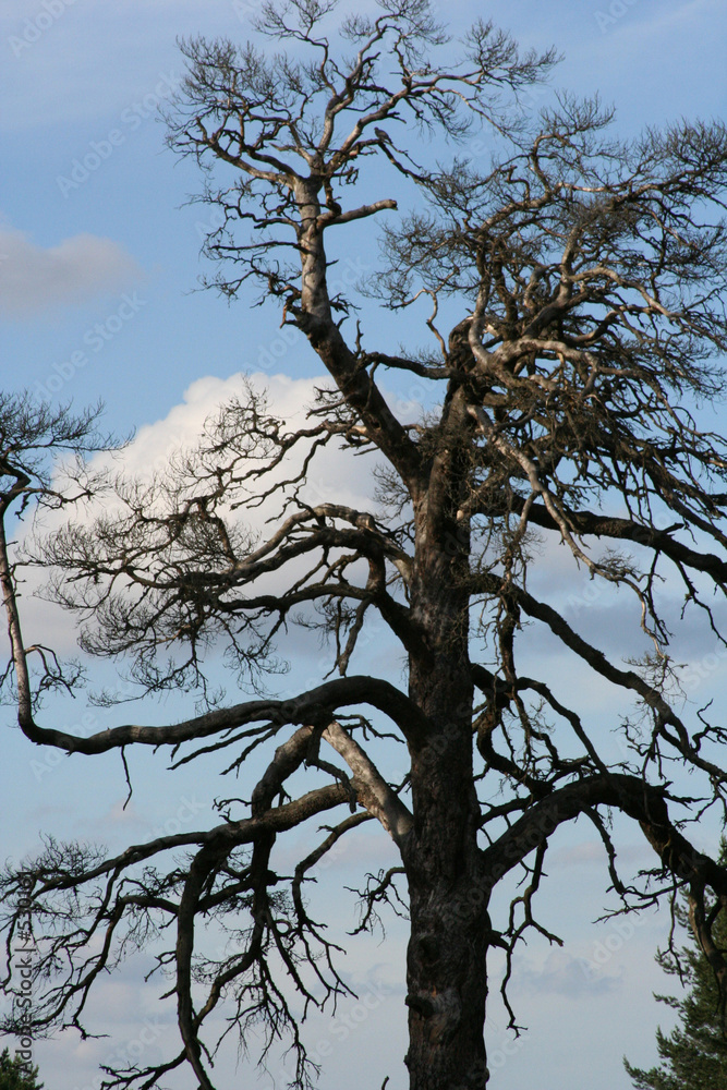 tree tree