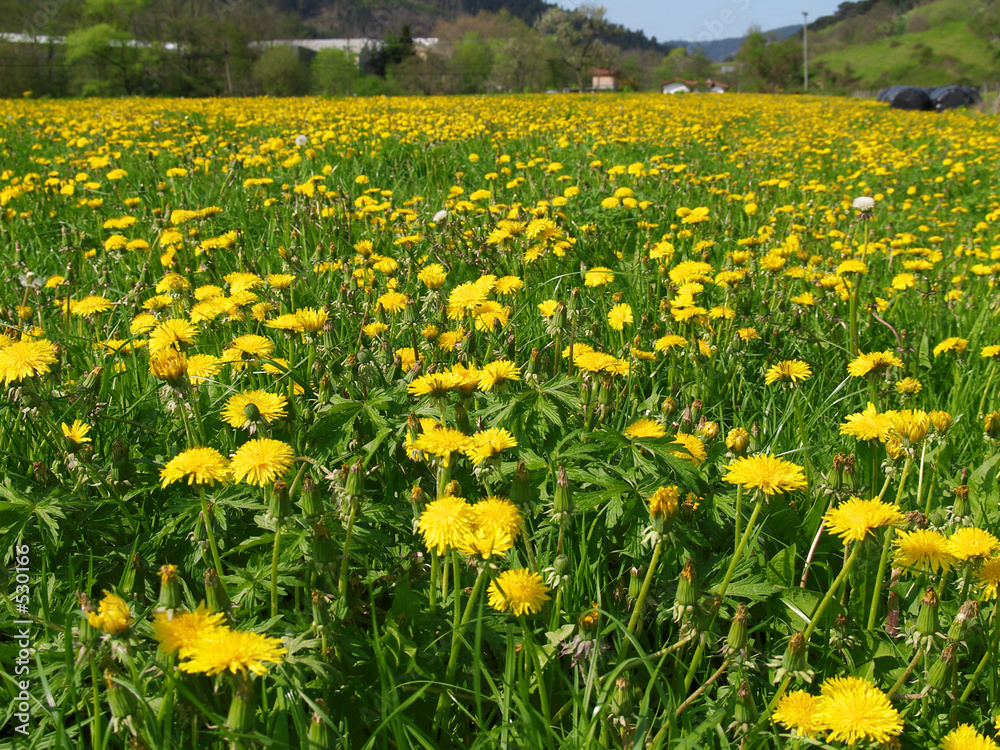 Obraz premium flores amarillas en la pradera
