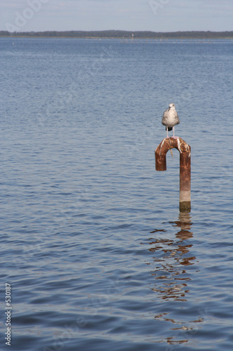 Fotografi tern
