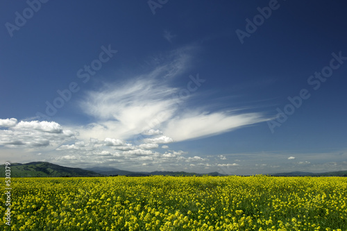 wild mustard vista