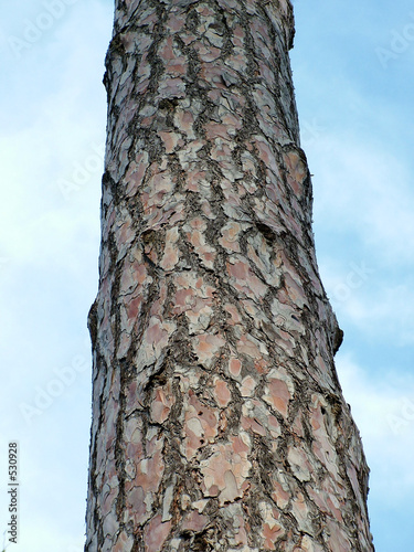 Fototapeta Naklejka Na Ścianę i Meble -  tree texture