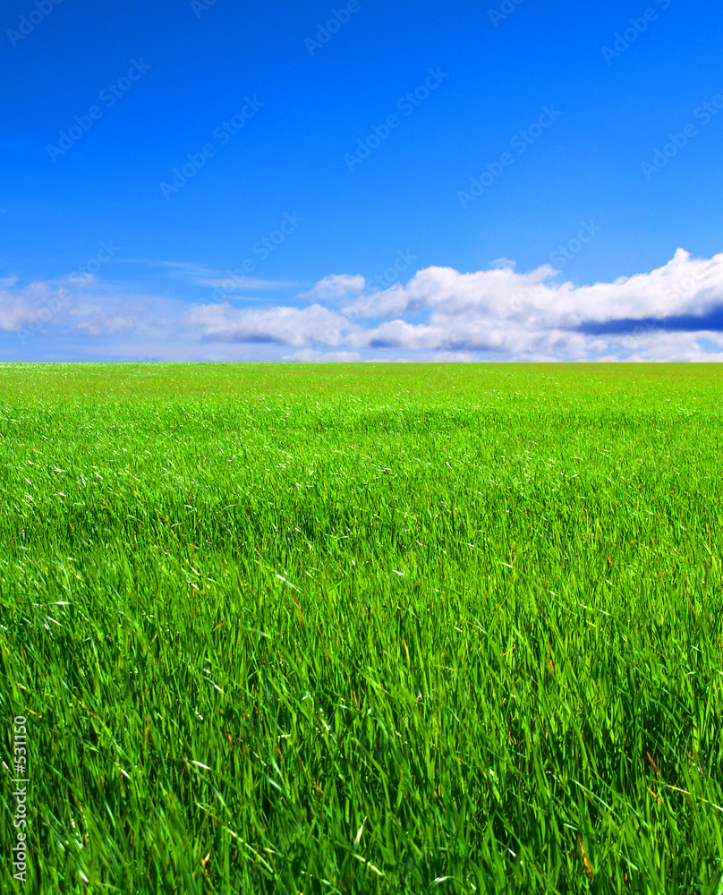 grassy field