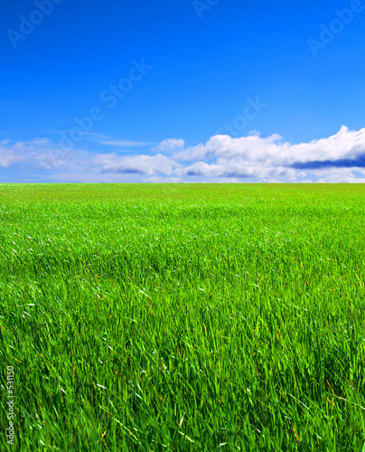 grassy field
