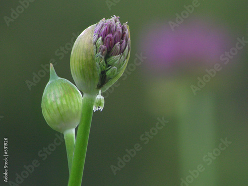 an awakening flower