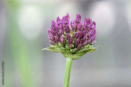 a blossoming flower