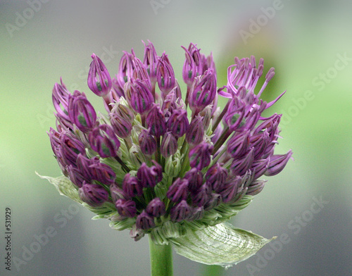 an opening blossom