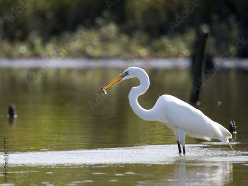 great egret (ardea alba) with fish photo