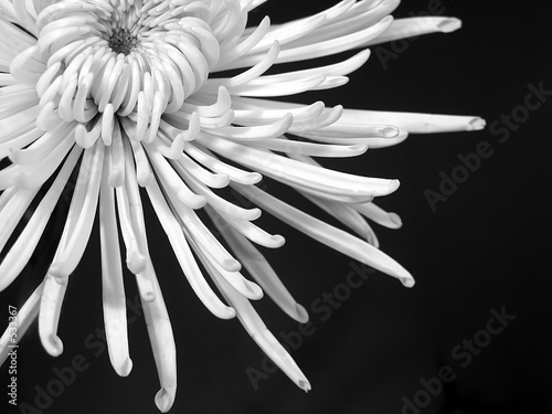 Leinwand Poster white chrysanthemum