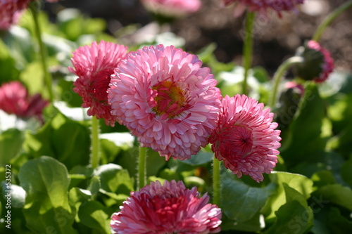 paquerettes pompons roses