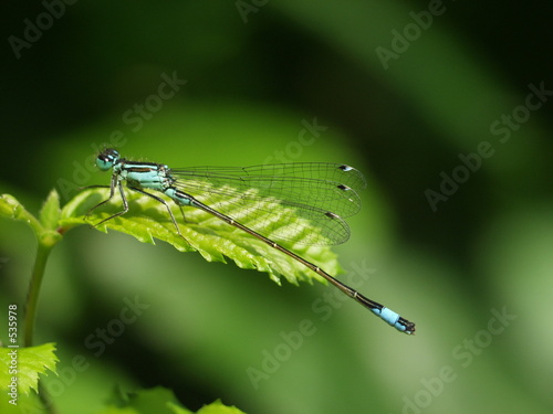 libelle blau auf grün