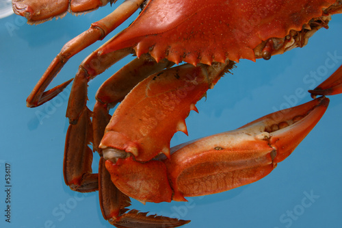 crab on blue