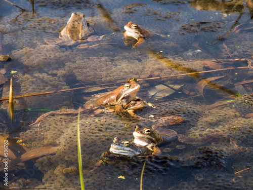 Принти на полотні frogs