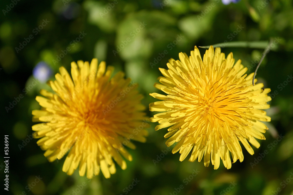 fleurs de pissenlits fleurs de pissenlits