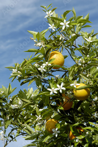 orange blossoms 2
