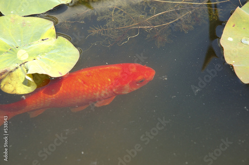 koi
