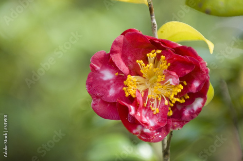 azalea flower