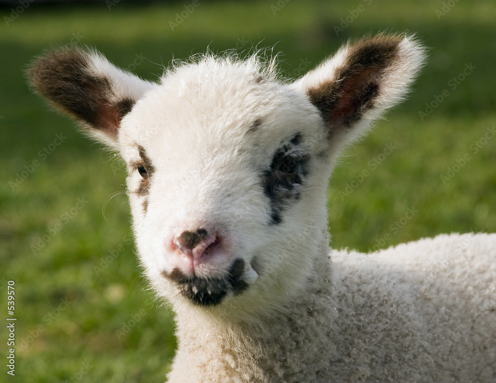 Obraz premium portrait of a lamb