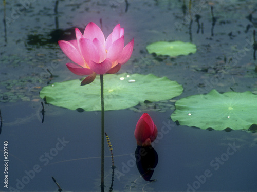 lotus