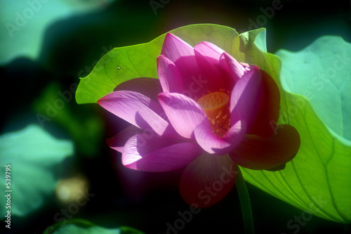 lotus