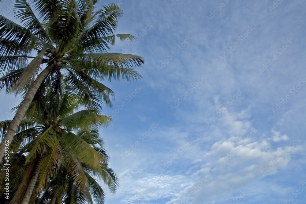 palms and sky background