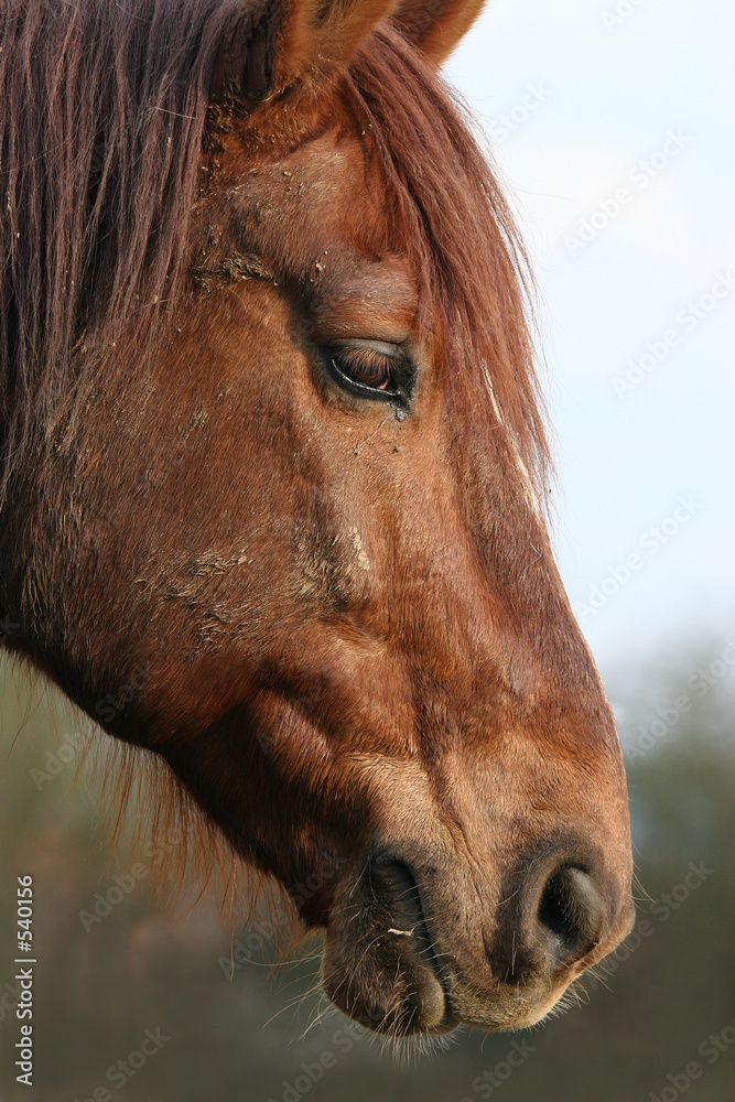 Naklejka premium pferd,