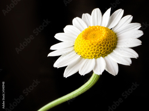 beautiful flower against black background