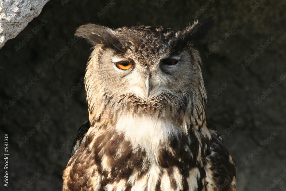 hibou grand-duc bubo bubo hibou grand-duc bubo bubo