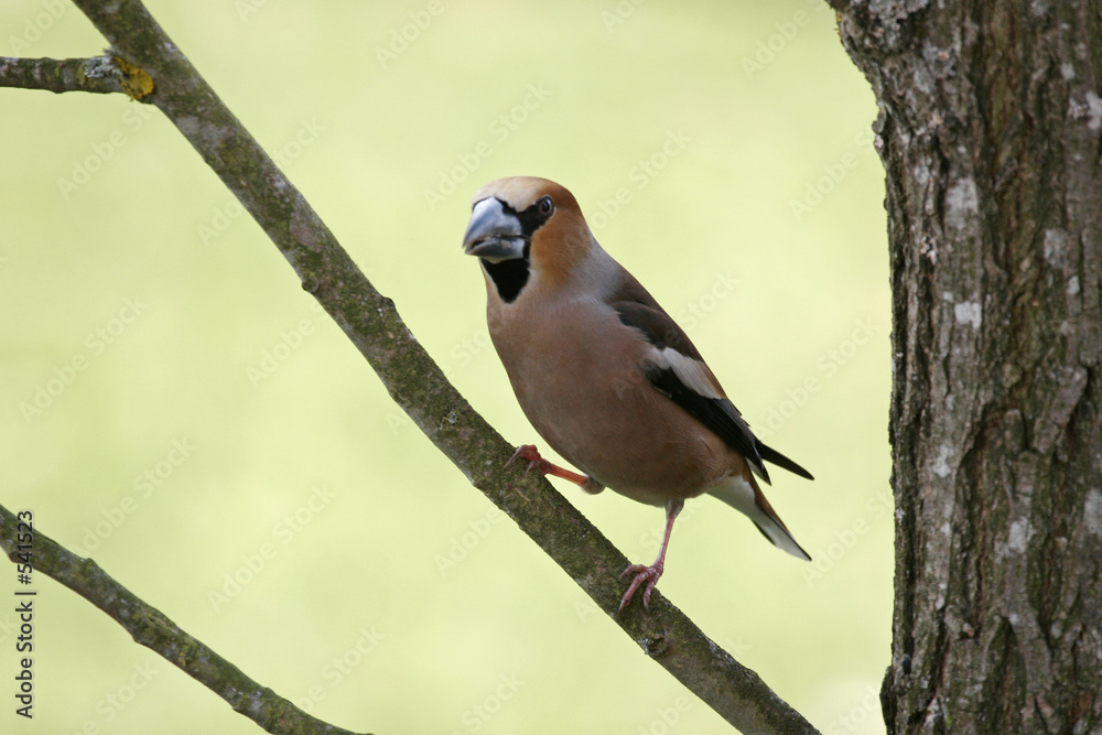 Fototapeta premium gros bec.