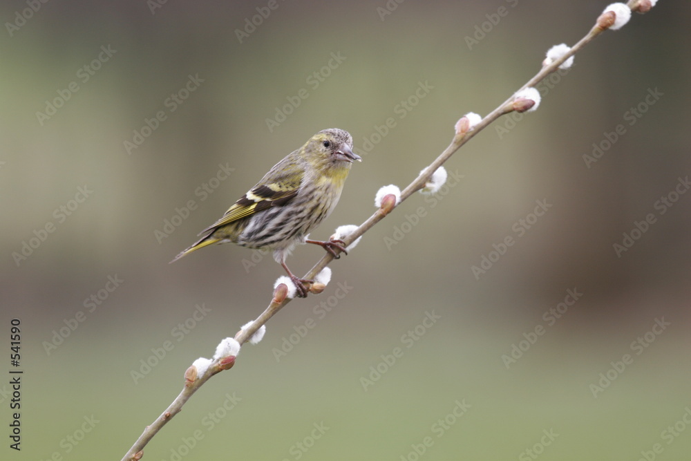 Fototapeta premium tarin des aulnes femelle.