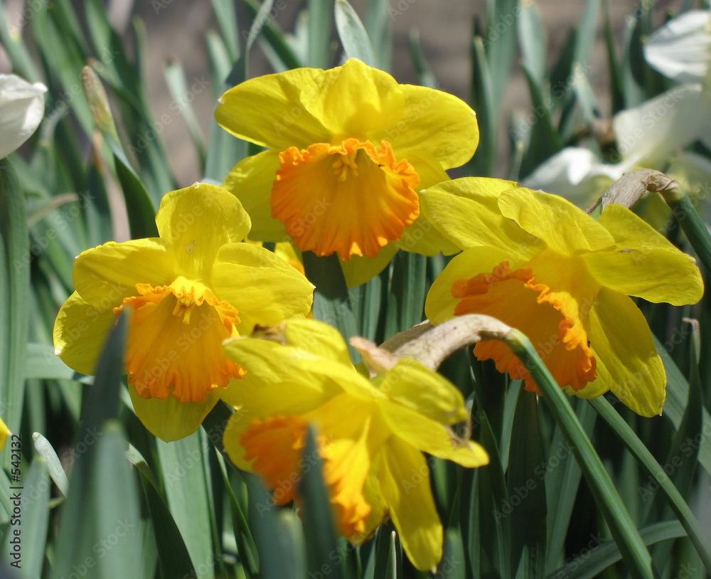 Obraz premium narcissus