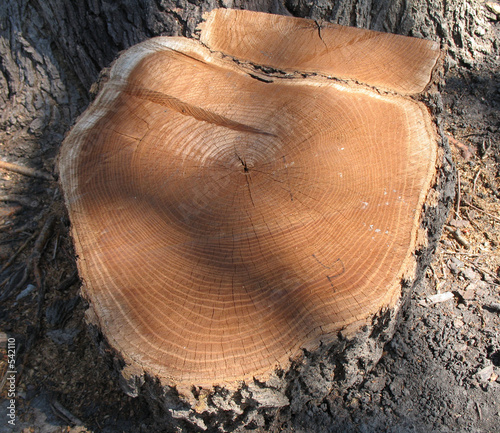 stump photo