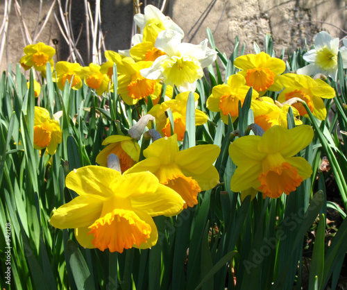 narcissus